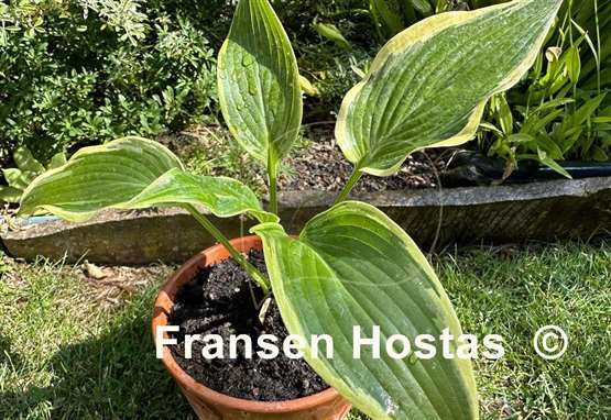 Hosta Oyster Bar