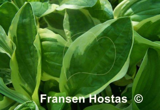 Hosta Oze