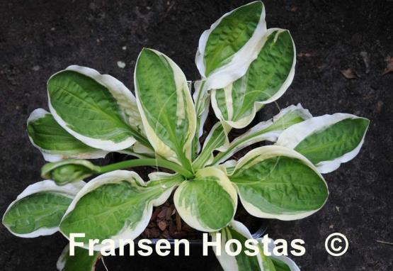 Hosta Oze