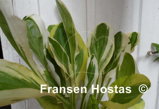 Hosta Oze