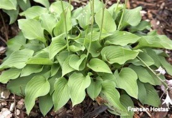 Hosta Ogon Chirifu Hime