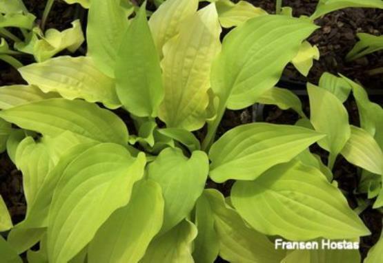 Hosta Ogon Tsushima