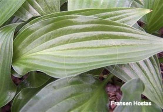 Hosta Olga's Shiny Leaf
