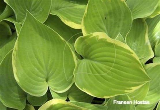 Hosta Olympic Edger