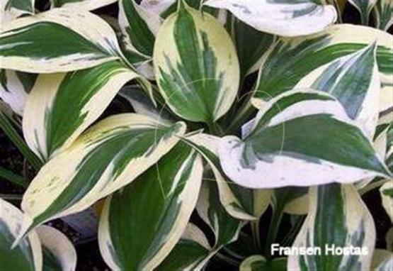 Hosta Olympic Glacier