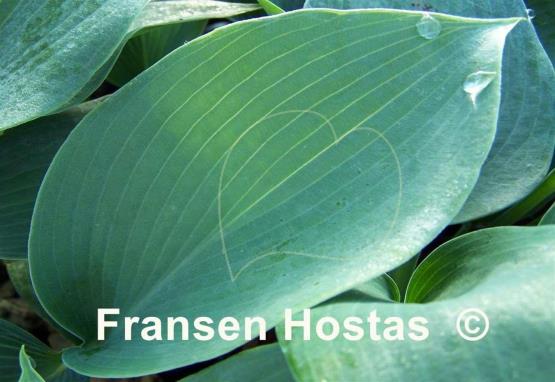 Hosta Olympic Silver Medal