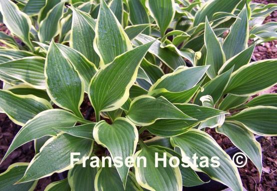 Hosta On the Border