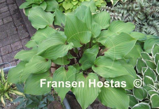Hosta One Man's Treasure