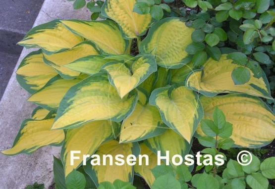 Hosta Orange Marmalade