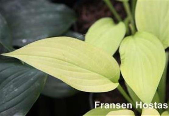 Hosta Orange Slices