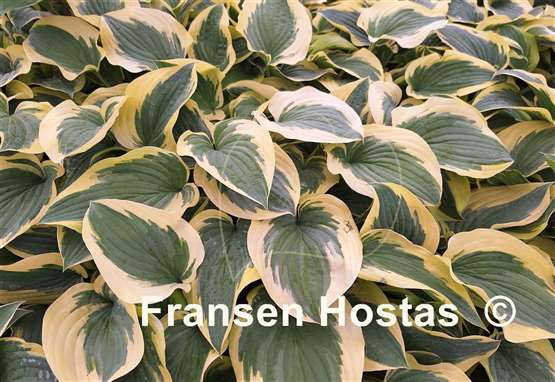 Hosta Pacific Sunset