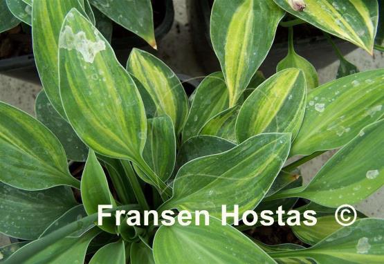 Hosta Pacific Blue Edger Streaked