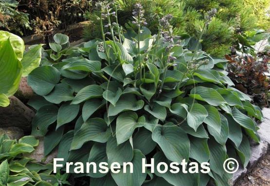 Hosta Pacific Blue Edger