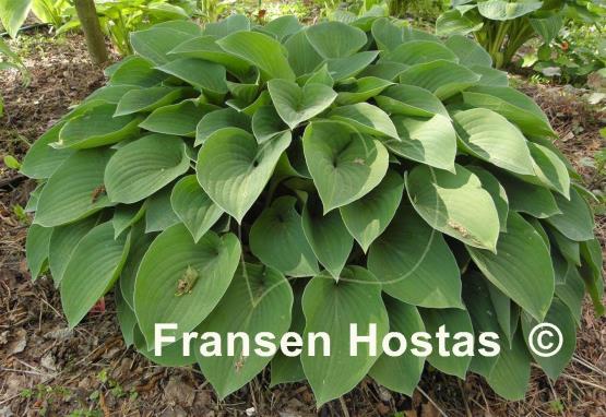 Hosta Pacific Blue Edger