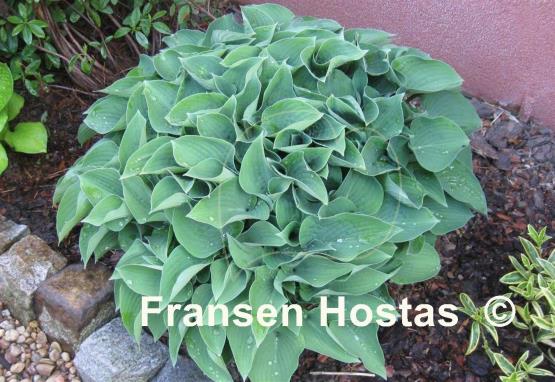 Hosta Pacific Blue Edger