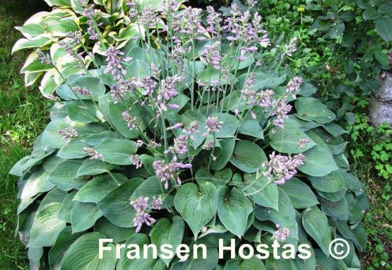 Hosta Pacific Blue Edger