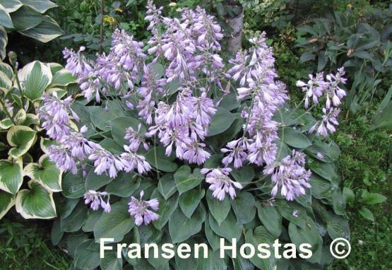 Hosta Pacific Blue Edger