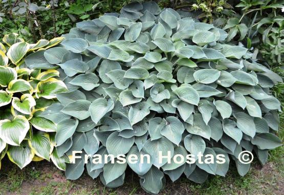 Hosta Pacific Blue Edger