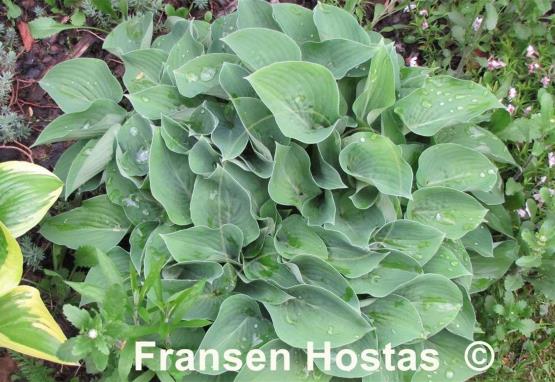 Hosta Pacific Blue Edger