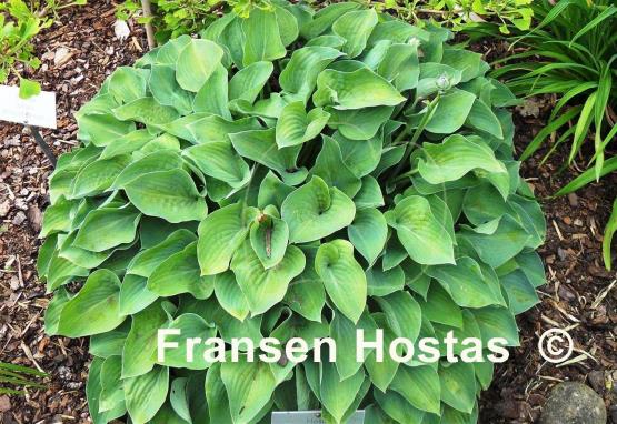 Hosta Pacific Blue Edger
