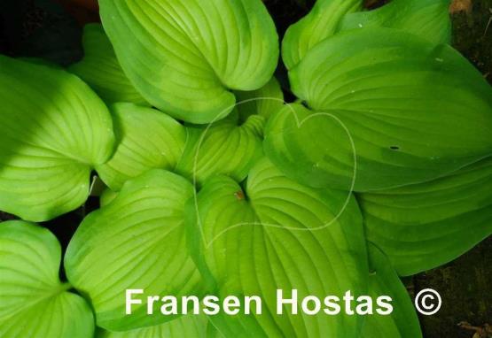 Hosta Paintbrush