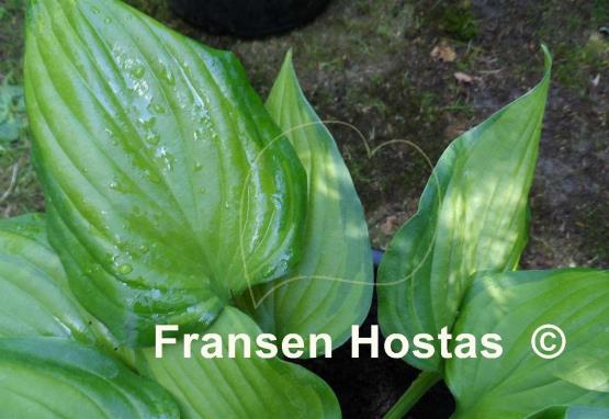 Hosta Paintbrush