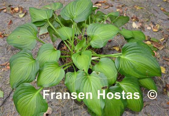 Hosta Paintbrush
