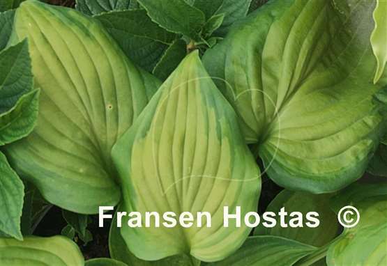 Hosta Paintbrush