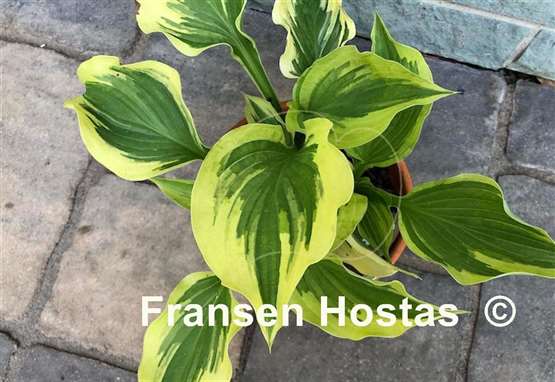 Hosta Paisley Border