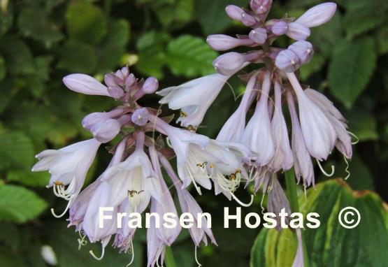 Hosta Paisley Art
