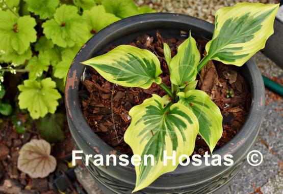 Hosta Paisley Border