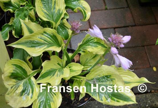 Hosta Paisley Border