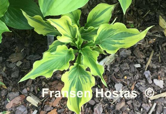 Hosta Paisley Border