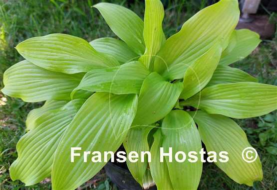 Hosta Palatina On Stage