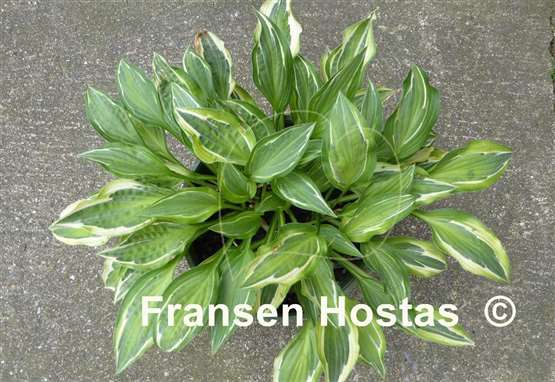 Hosta Pale Dancer