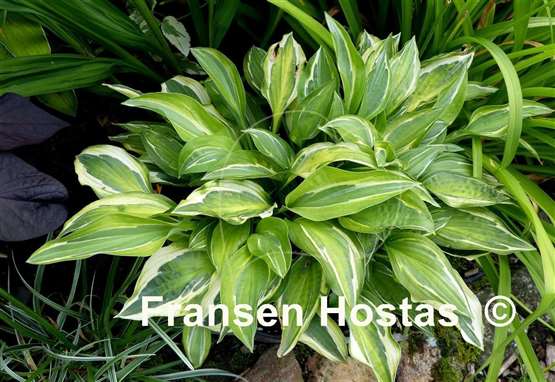 Hosta Pale Dancer