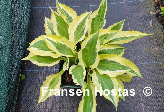 Hosta Pale Dancer