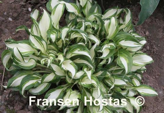 Hosta Paleface