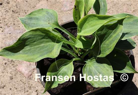 Hosta Pamela Lee