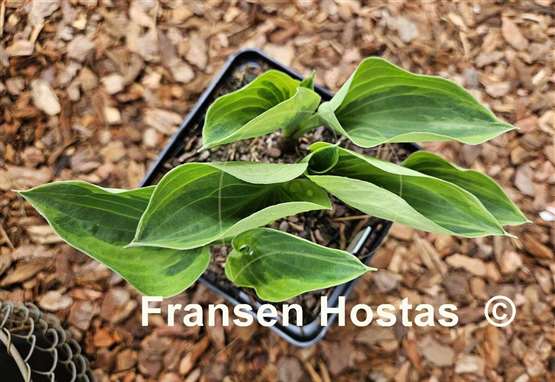 Hosta Pamela Lee