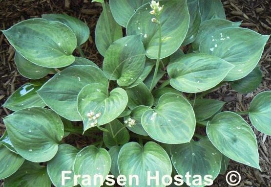 Hosta Pamela Lee