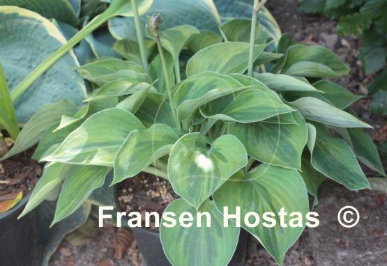 Hosta Pamela Lee