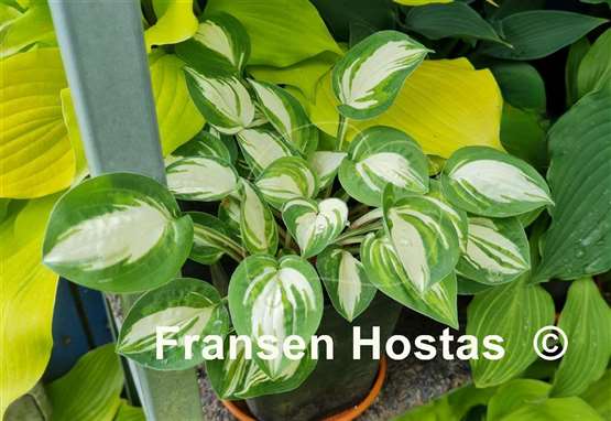Hosta Pandora's Box