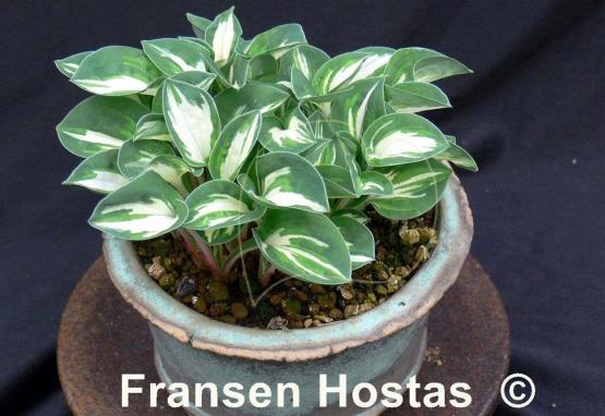 Hosta Pandora's Box