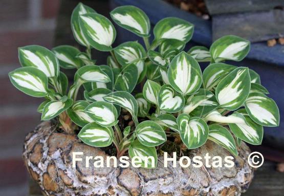 Hosta Pandora's Box