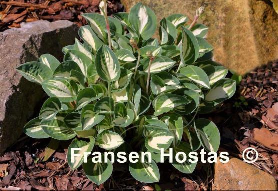 Hosta Pandora's Box
