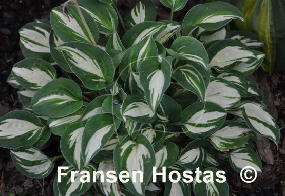 Hosta Pandora's Box