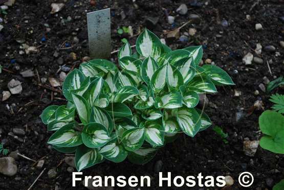 Hosta Pandora's Box - Fransen Hostas