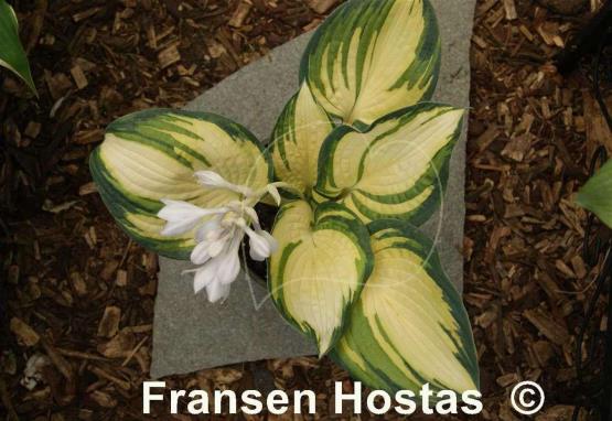 Hosta Papa