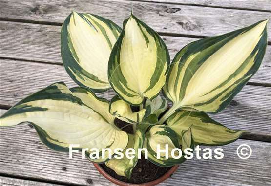 Hosta Papa